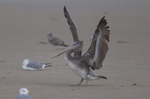 迷你倉市場分析與成功案例報導